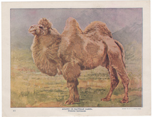 Asiatic or Bactrian Camel